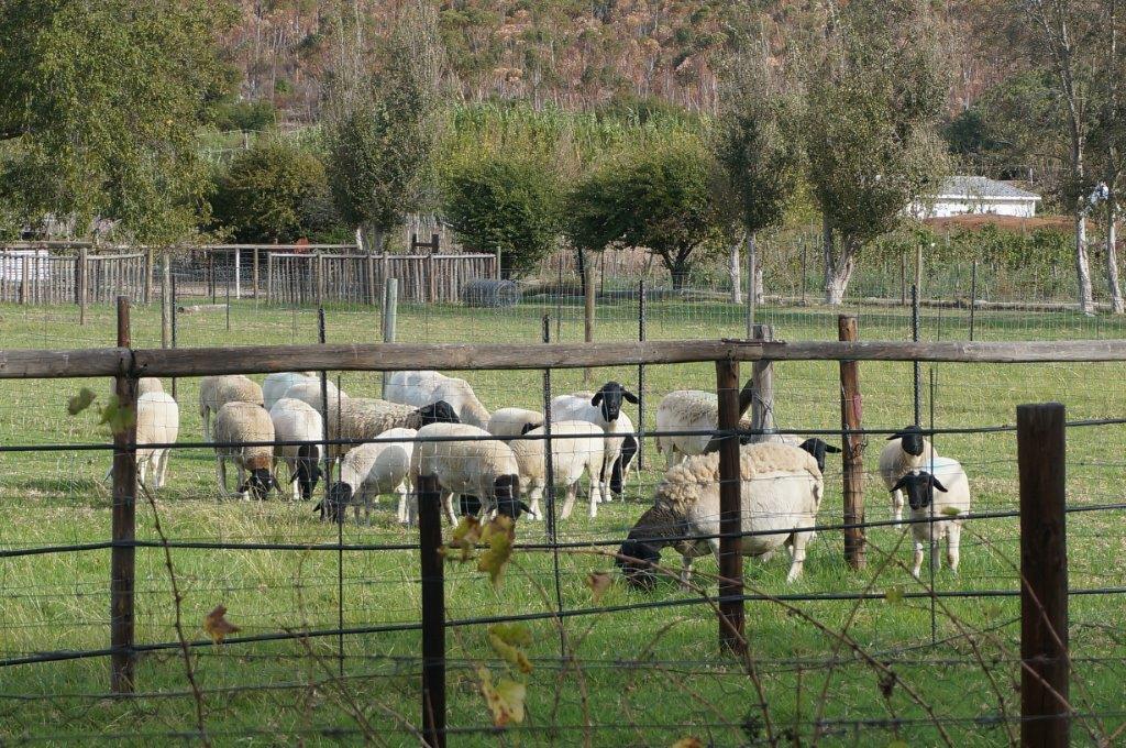 Long Acres Cottages Montagu Exteriör bild